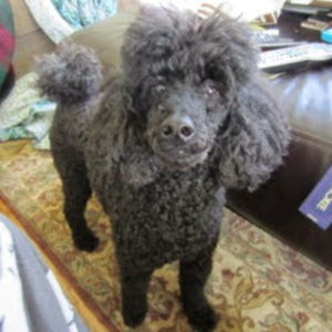 Meet your Posher, Karina